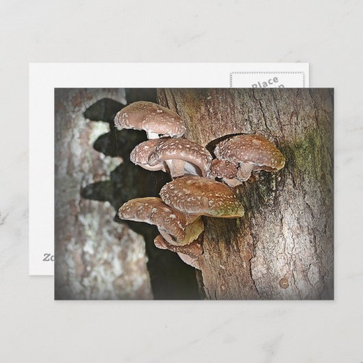 Shiitake Mushroom Briefkaart (Voorkant / Achterkant)