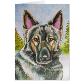 Shiloh Shepherd