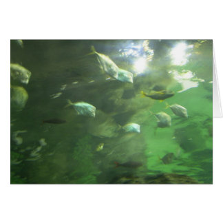 Shimmering Fish