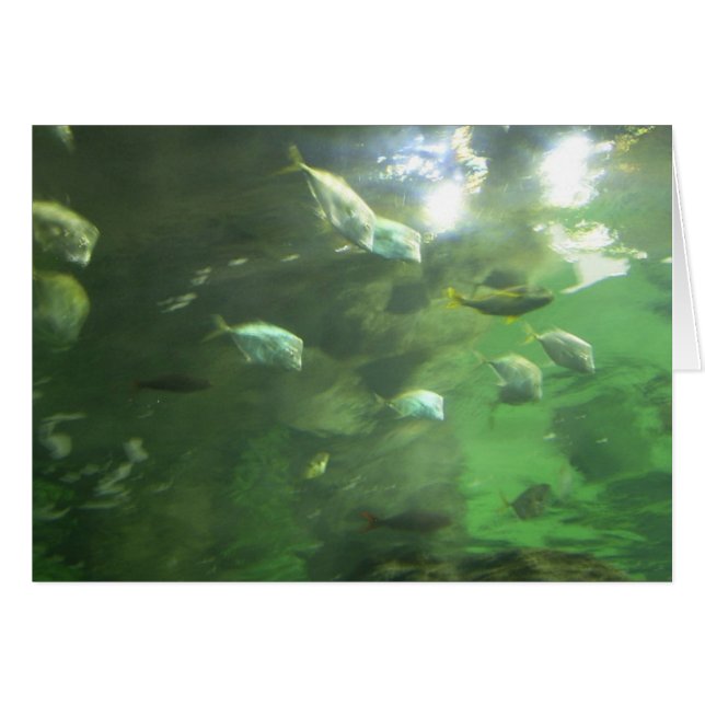 Shimmering Fish (Voorkant Horizontaal)