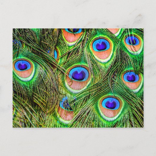 Shimmering Peacock Feathers Briefkaart (Voorkant)