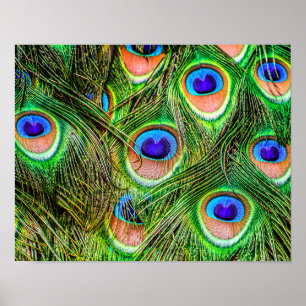 Shimmering Peacock Feathers Poster
