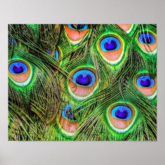 Shimmering Peacock Feathers Poster (Voorkant)