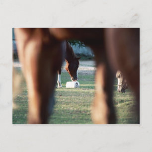 Shine on Lady Lynx Briefkaart