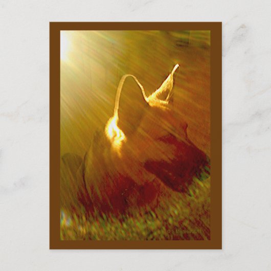 Shine On Me German Shepherd #1 Briefkaart (Voorkant)