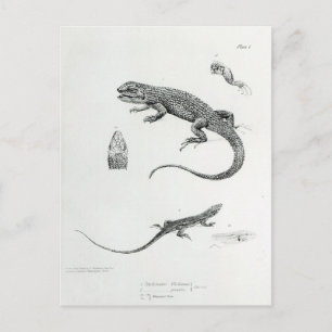 Shingled Iguana Briefkaart