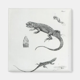 Shingled Iguana Magneet