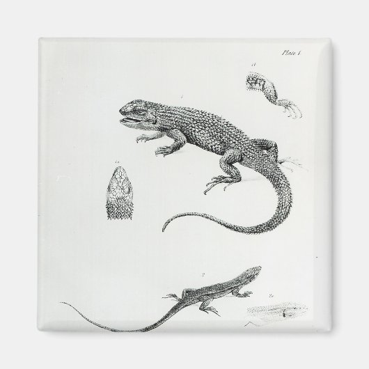 Shingled Iguana Magneet (Voorkant)