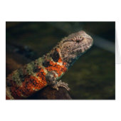 Shinisaurus crocodile (Devant horizontal)