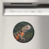 Shinisaurus crocodilurus magneet (Insitu (Vaatwasser))