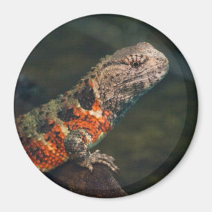 Shinisaurus crocodilurus magneet