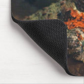 Shinisaurus crocodilurus muismat (Hoek)