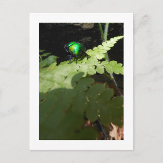 Shiny Beatle briefkaart