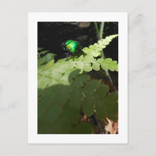 Shiny Beatle briefkaart (Voorkant)