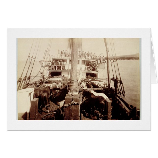 Shipping Cattle on the 'W.G. Hall', Hawaï, 1890 s (Devant horizontal)