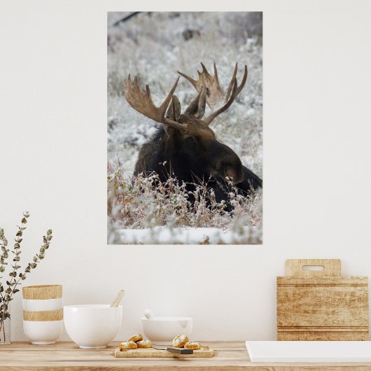 Shiras Bull Moose 2 Poster (Keuken)