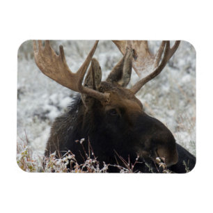 Shiras Bull Moose Magneet
