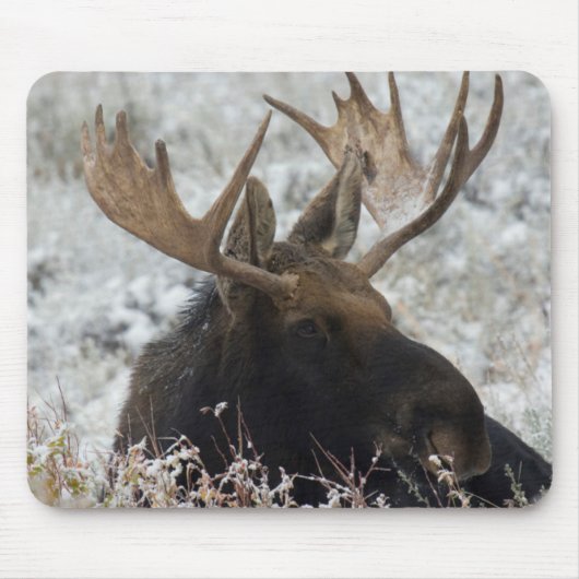 Shiras Bull Moose Muismat (Voorkant)