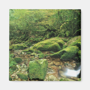 Shiratani Unsuikyo, Yakushima, Kagoshima, Japan Magneet