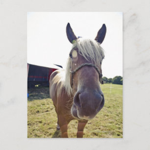SHIRE HORSE IN SUNLIGHT MET NOS TOT CAMERA BRIEFKAART