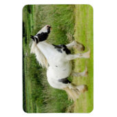 Shire verfpaard Flexibele Magneet (Verticaal)