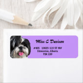 Shitzu Etiket (Insitu)