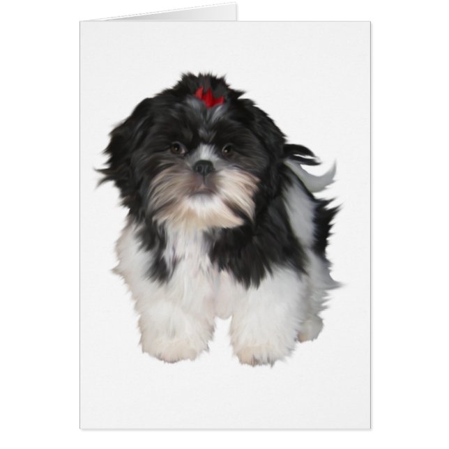 Shitzu Shih Tzu Puppy Dogs (Voorkant)
