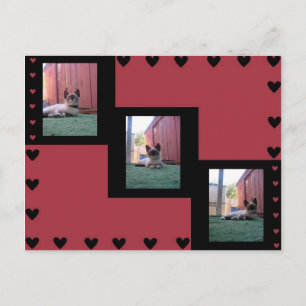 Shiva de Snowshoe Briefkaart