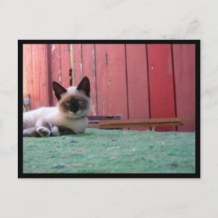 Shiva de Snowshoe Briefkaart