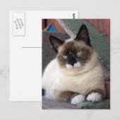 Shiva de Snowshoe Briefkaart (Voorkant / Achterkant)