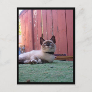 Shiva de Snowshoe Briefkaart