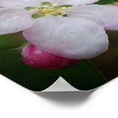 Shizuka Apple Blossom Poster (Hoek)