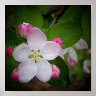 Shizuka Apple Blossom Poster