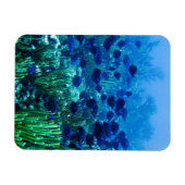 Shoal of Blue Discus Fish Magneet (Horizontaal)