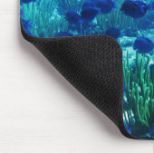 Shoal of Blue Discus Fish Muismat (Hoek)