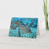 Shoal of Fish