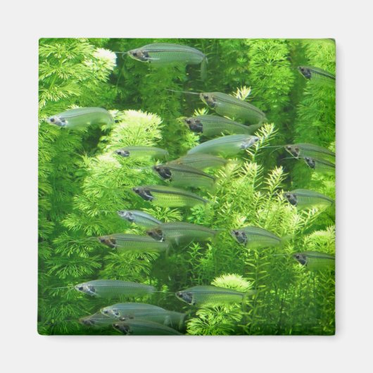 Shoal of Transparent Silver Fish Magneet (Voorkant)