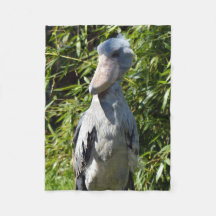 Shoebill (Balaeniceps rex)