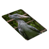 Shoebill (Balaeniceps rex) Magneet (Rechterzijde)