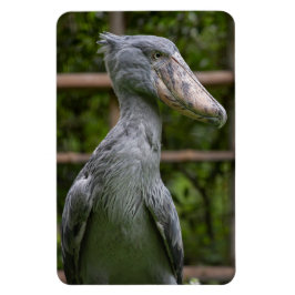 Shoebill (Balaeniceps rex) Magneet