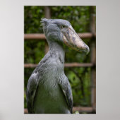 Shoebill (Balaeniceps rex) Poster (Voorkant)
