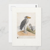 Shoebill Stork 1887 Print Zoologica Amsterdam Briefkaart (Voorkant / Achterkant)