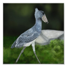 Shoebill Stork Bird Photo Print