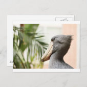 Shoebill Stork Briefkaart (Voorkant / Achterkant)