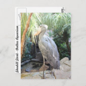 Shoebill Stork Briefkaart (Voorkant / Achterkant)