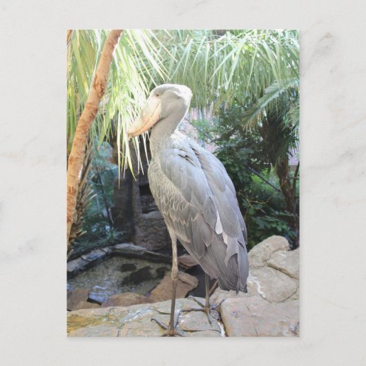 Shoebill Stork Briefkaart (Voorkant)