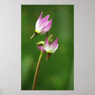 Shooting star wilde bloem, Californië, VS Poster
