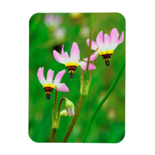 Shooting Star-wildebloemen in Mission Trails Park Magneet