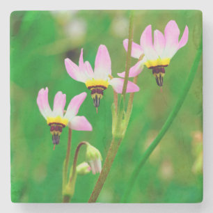 Shooting Star-wildebloemen in Mission Trails Park Stenen Onderzetter