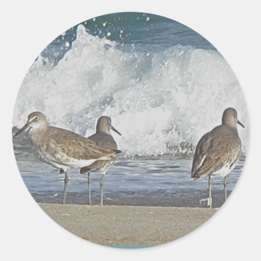 Shore Bird Trio Stickers (Voorkant)